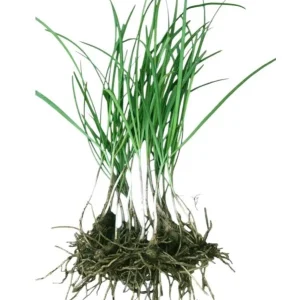 Set 3 Chinese Garlic Chive Roots – Live Starter Plant – Hardy Perennial Herb - Image 2