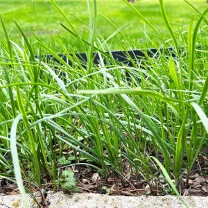 Set 3 Chinese Garlic Chive Roots – Live Starter Plant – Hardy Perennial Herb - Image 3