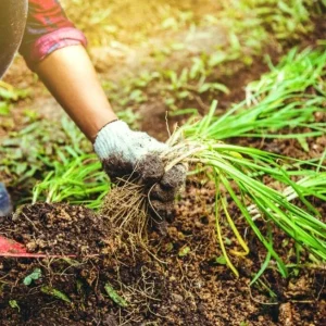 Set 3 Chinese Garlic Chive Roots – Live Starter Plant – Hardy Perennial Herb - Image 1