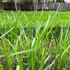 Set 3 Chinese Garlic Chive Roots – Live Starter Plant – Hardy Perennial Herb - Image 7