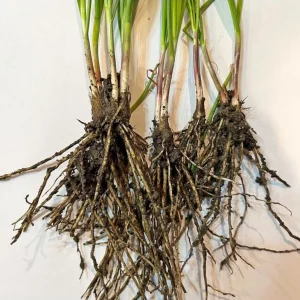 Set 3 Chinese Garlic Chive Roots – Live Starter Plant – Hardy Perennial Herb - Image 8