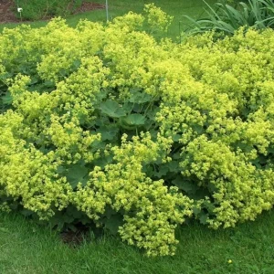 Set 4 Alchemilla Thriller Plugs Live Starter Plants, 1-3