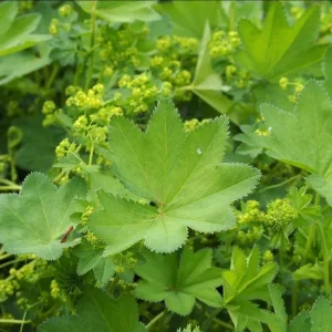 Set 4 Alchemilla Thriller Plugs Live Starter Plants, 1-3