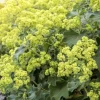 Set 4 Alchemilla Thriller Plugs Live Starter Plants, 1-3" Tall, Hardy Perennial Lady's Mantle - Image 1