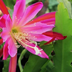 Set of 2 Pink Epiphyllum Orchid Cactus Live Starter Plants in 4 inch Pots - Image 2
