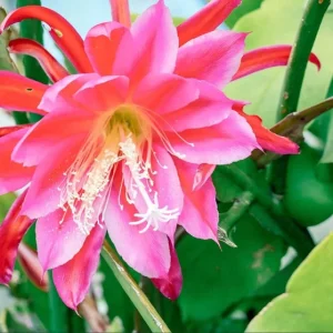 Set of 2 Pink Epiphyllum Orchid Cactus Live Starter Plants in 4 inch Pots - Image 3