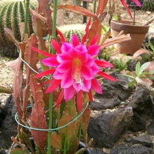 Set of 2 Pink Epiphyllum Orchid Cactus Live Starter Plants in 4 inch Pots - Image 4