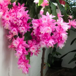 Set of 2 Pink Epiphyllum Orchid Cactus Live Starter Plants in 4 inch Pots - Image 6