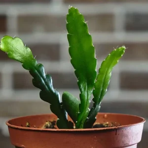 Set of 2 Pink Epiphyllum Orchid Cactus Live Starter Plants in 4 inch Pots - Image 7