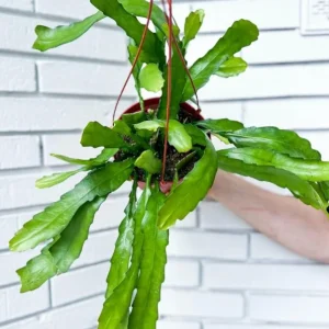 Set of 2 Pink Epiphyllum Orchid Cactus Live Starter Plants in 4 inch Pots - Image 8