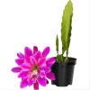 Set of 2 Pink Epiphyllum Orchid Cactus Live Starter Plants in 4 inch Pots - Image 1