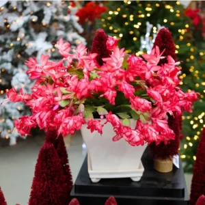 Set of 2 Red Christmas Cactus Live Plants, 4 Inch Pot, 3-5 Inch Tall Holiday Cactus - Image 2