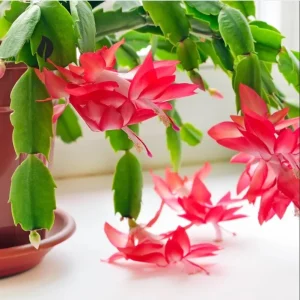 Set of 2 Red Christmas Cactus Live Plants, 4 Inch Pot, 3-5 Inch Tall Holiday Cactus - Image 3