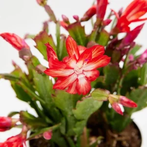 Set of 2 Red Christmas Cactus Live Plants, 4 Inch Pot, 3-5 Inch Tall Holiday Cactus - Image 4