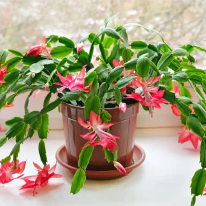 Set of 2 Red Christmas Cactus Live Plants, 4 Inch Pot, 3-5 Inch Tall Holiday Cactus - Image 5