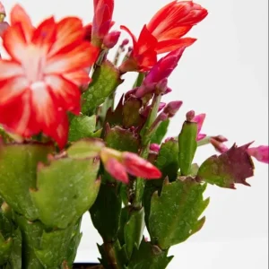 Set of 2 Red Christmas Cactus Live Plants, 4 Inch Pot, 3-5 Inch Tall Holiday Cactus - Image 6