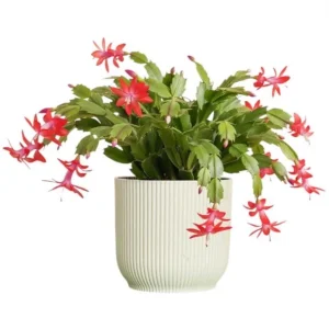 Set of 2 Red Christmas Cactus Live Plants, 4 Inch Pot, 3-5 Inch Tall Holiday Cactus - Image 1