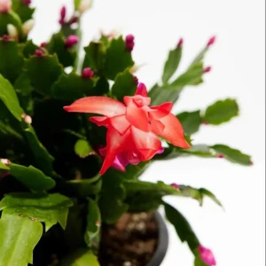 Set of 2 Red Christmas Cactus Live Plants, 4 Inch Pot, 3-5 Inch Tall Holiday Cactus - Image 7
