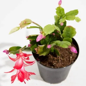 Set of 2 Red Christmas Cactus Live Plants, 4 Inch Pot, 3-5 Inch Tall Holiday Cactus - Image 8