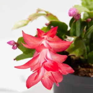 Set of 2 Red Christmas Cactus Live Plants, 4 Inch Pot, 3-5 Inch Tall Holiday Cactus - Image 9