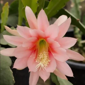 Set of 2 Salmon Epiphyllum Orchid Cactus Live Plants in 4