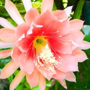 Set of 2 Salmon Epiphyllum Orchid Cactus Live Plants in 4