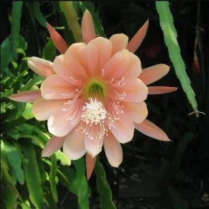 Set of 2 Salmon Epiphyllum Orchid Cactus Live Plants in 4