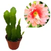 Set of 2 Salmon Epiphyllum Orchid Cactus Live Plants in 4" Pots, 6-8" Tall - Image 1