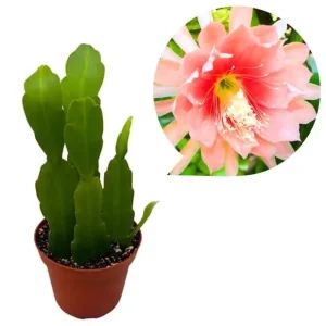 Set of 2 Salmon Epiphyllum Orchid Cactus Live Plants in 4