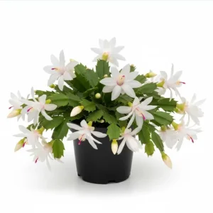 Set of 2 White Christmas Cactus Live Plants for Planting, 4 Inch Pot, Starter Size - Image 10