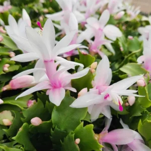 Set of 2 White Christmas Cactus Live Plants for Planting, 4 Inch Pot, Starter Size - Image 2