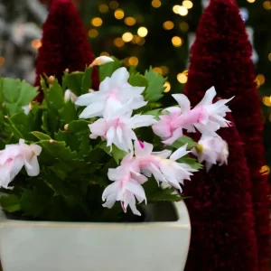 Set of 2 White Christmas Cactus Live Plants for Planting, 4 Inch Pot, Starter Size - Image 4