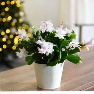 Set of 2 White Christmas Cactus Live Plants for Planting, 4 Inch Pot, Starter Size - Image 5