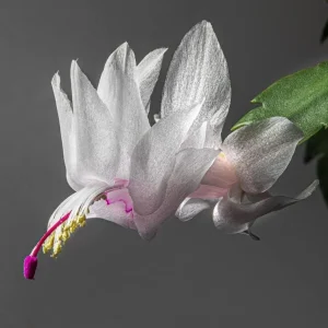 Set of 2 White Christmas Cactus Live Plants for Planting, 4 Inch Pot, Starter Size - Image 6