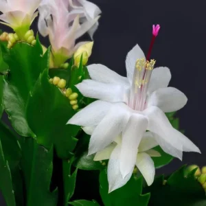 Set of 2 White Christmas Cactus Live Plants for Planting, 4 Inch Pot, Starter Size - Image 7