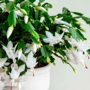 Set of 2 White Christmas Cactus Live Plants for Planting, 4 Inch Pot, Starter Size - Image 8