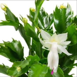 Set of 2 White Christmas Cactus Live Plants for Planting, 4 Inch Pot, Starter Size - Image 9