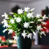 Set of 2 White Christmas Cactus Live Plants for Planting, 4 Inch Pot, Starter Size - Image 1
