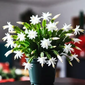 Set of 2 White Christmas Cactus Live Plants for Planting, 4 Inch Pot, Starter Size - Image 1