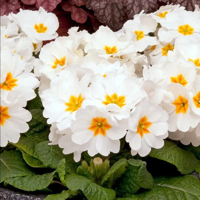 Set of 2 White Primrose Live Starter Plants, Primula Vulgaris, 4 Inch Pot, Outdoor - Image 3