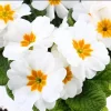 Set of 2 White Primrose Live Starter Plants, Primula Vulgaris, 4 Inch Pot, Outdoor - Image 1