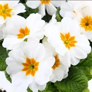 Set of 2 White Primrose Live Starter Plants, Primula Vulgaris, 4 Inch Pot, Outdoor - Image 1
