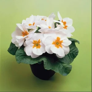 Set of 2 White Primrose Live Starter Plants, Primula Vulgaris, 4 Inch Pot, Outdoor - Image 4