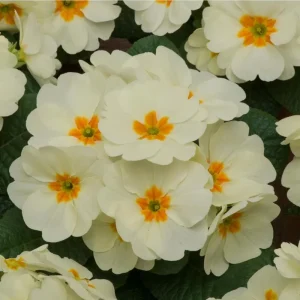 Set of 2 White Primrose Live Starter Plants, Primula Vulgaris, 4 Inch Pot, Outdoor - Image 5