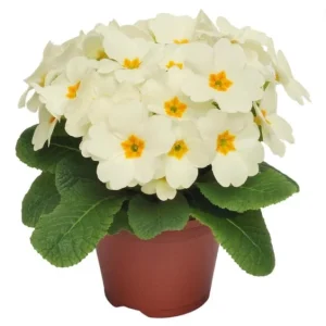 Set of 2 White Primrose Live Starter Plants, Primula Vulgaris, 4 Inch Pot, Outdoor - Image 7