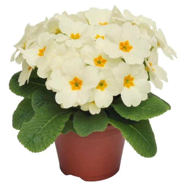 Set of 2 White Primrose Live Starter Plants, Primula Vulgaris, 4 Inch Pot, Outdoor - Image 7