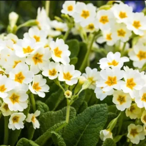 Set of 2 White Primrose Live Starter Plants, Primula Vulgaris, 4 Inch Pot, Outdoor - Image 8