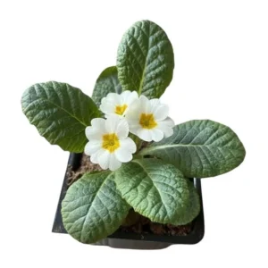 Set of 2 White Primrose Live Starter Plants, Primula Vulgaris, 4 Inch Pot, Outdoor - Image 9