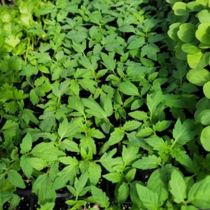 Set of 3 Beefsteak Tomato Live Plants, 4