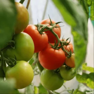 Set of 3 Beefsteak Tomato Live Plants, 4